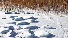 Zalew Wiślany: zbiór trzciny zgodnie z zasadami Natura 2000 Zalew Wiślany: zbiór trzciny zgodnie z zasadami Natura 2000